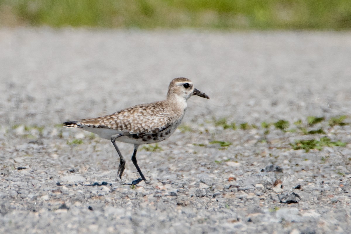 Black-bellied Plover - Sue Barth