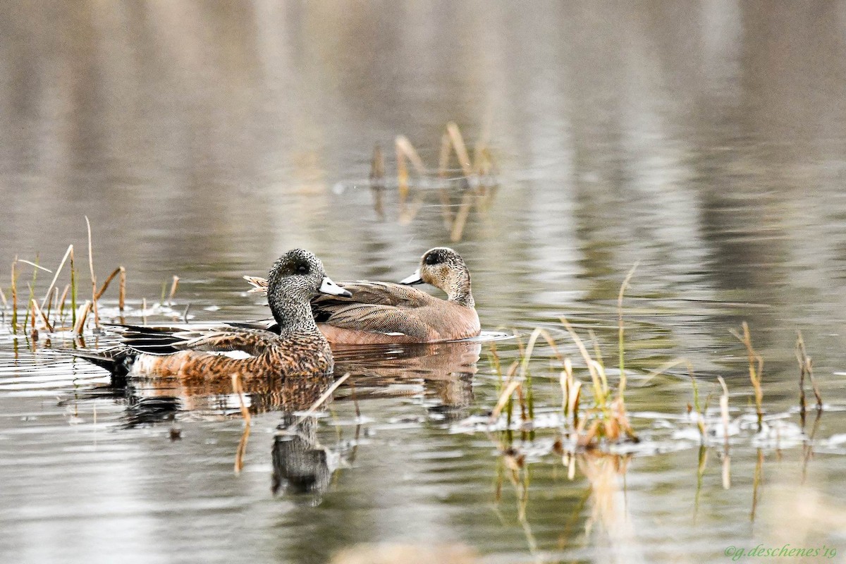 American Wigeon - Ghislain Deschenes