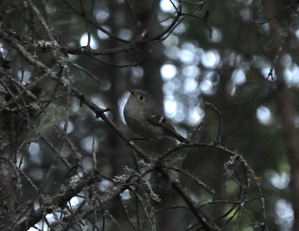 Ruby-crowned Kinglet - ML162415781