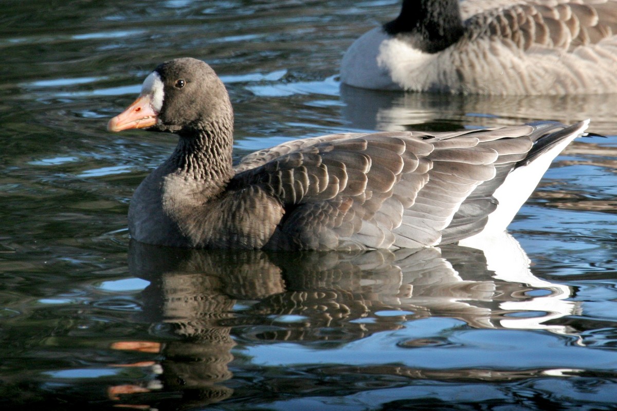 Greater White-fronted Goose - ML162419061