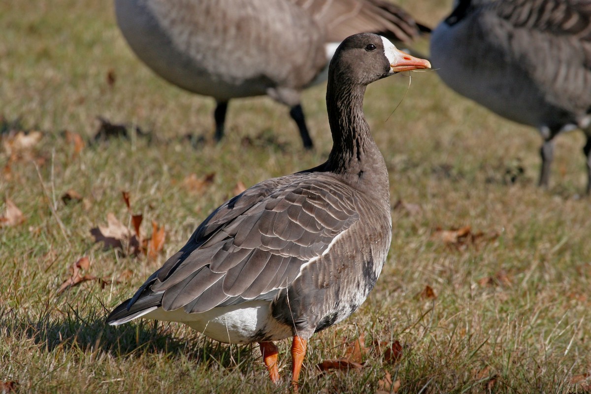 Greater White-fronted Goose - ML162419121