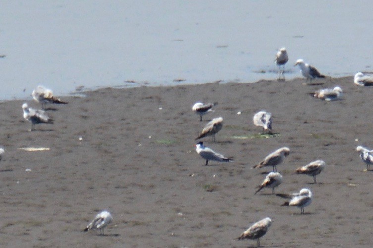 Franklin's Gull - ML162419531