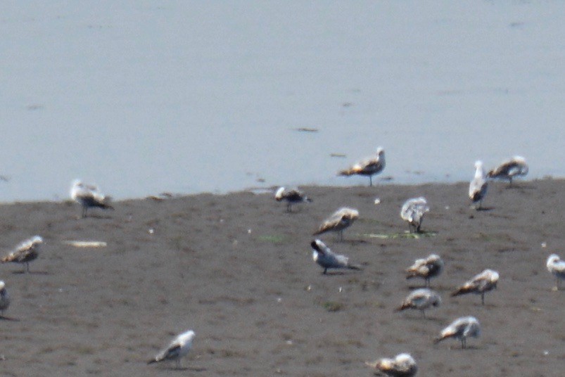 Franklin's Gull - ML162419541