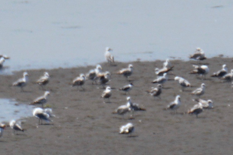 Franklin's Gull - ML162419551