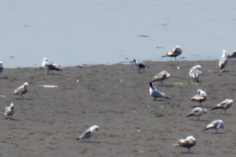 Mouette de Franklin - ML162419561