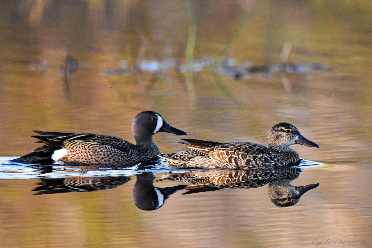 Blue-winged Teal - Ghislain Deschenes