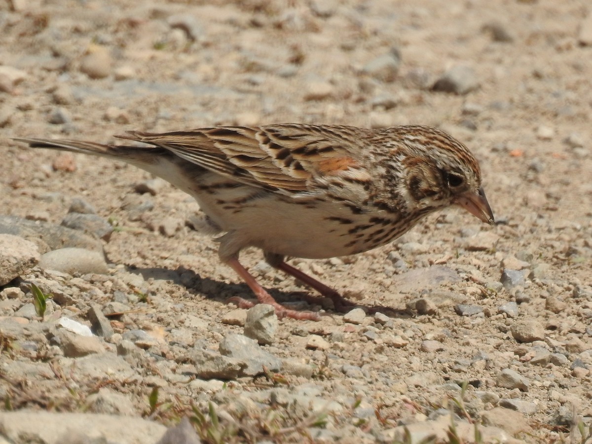 Vesper Sparrow - ML162420821