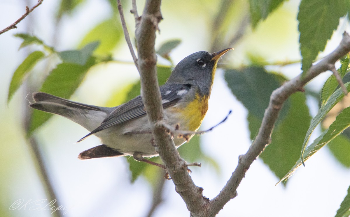 Northern Parula - Kathy Lopez