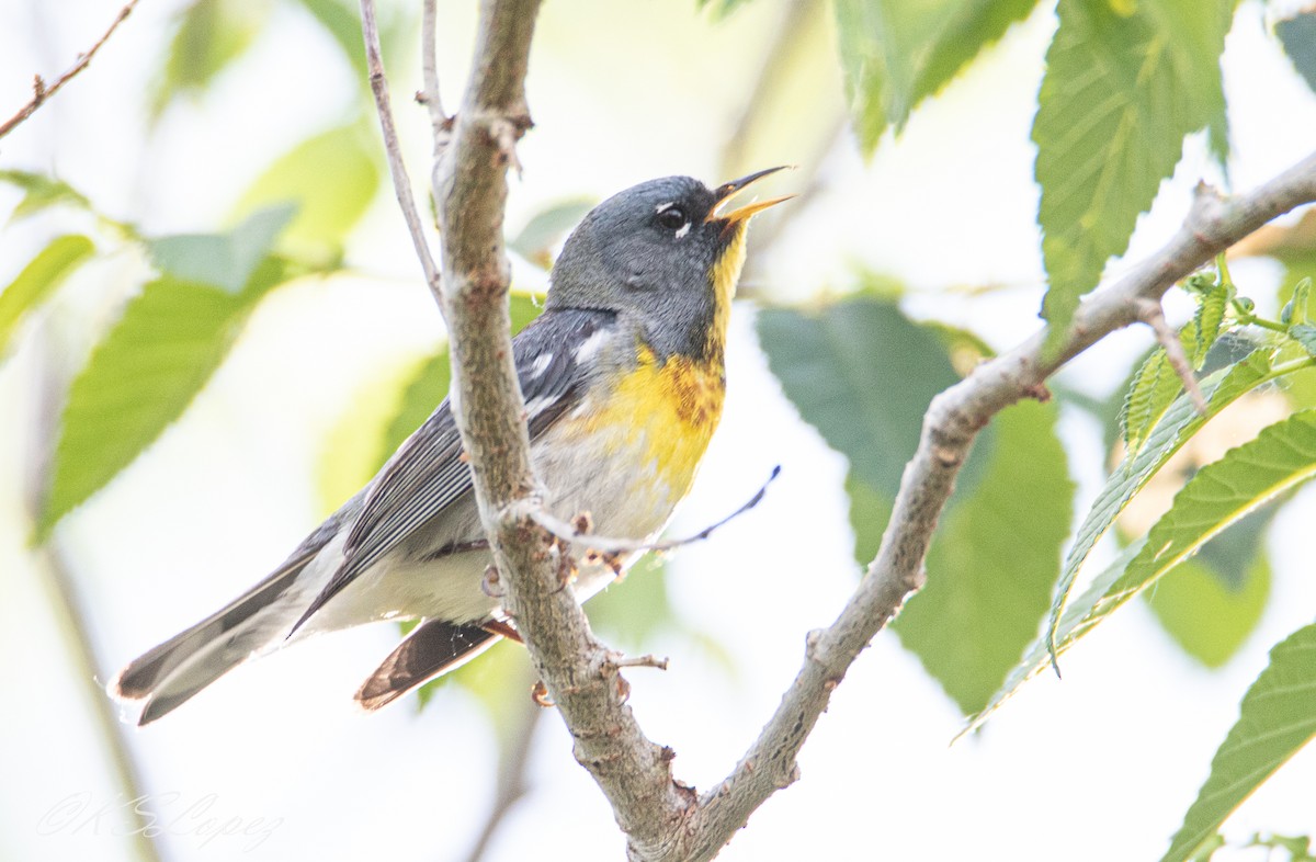 Northern Parula - ML162421051