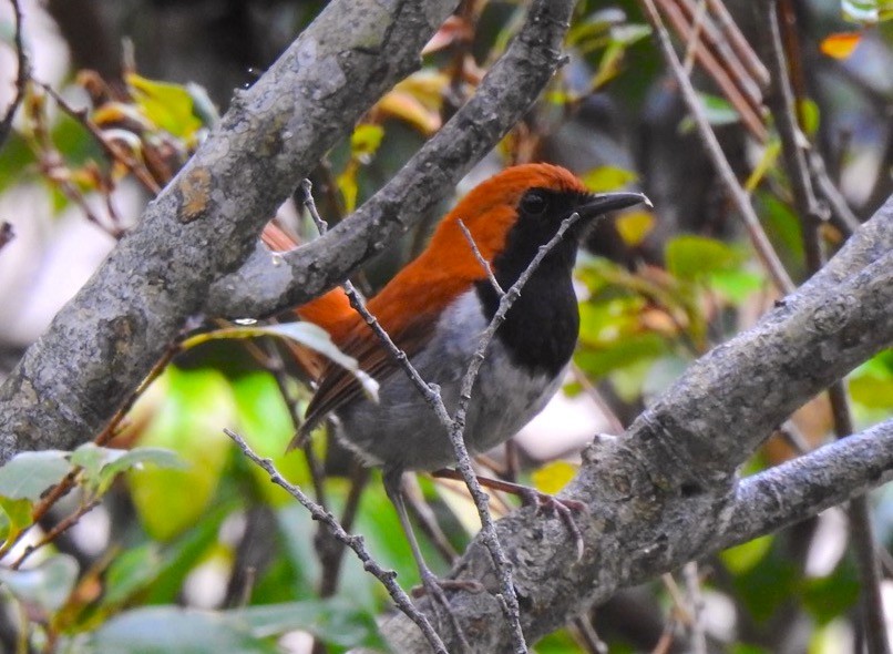 Okinawa Robin - ML162422151