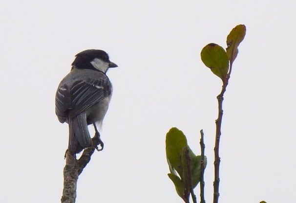 Japanese Tit - ML162422191