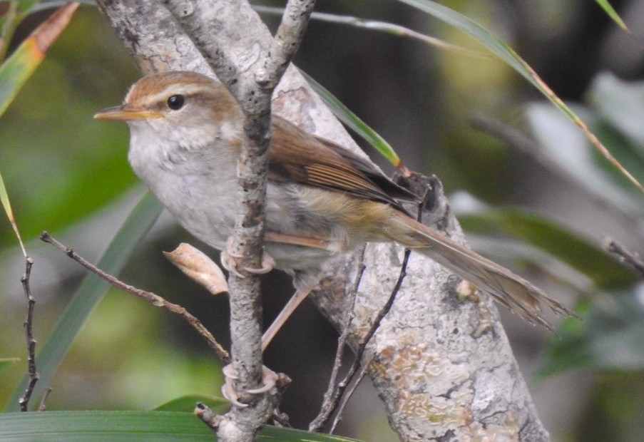 Japanese Bush Warbler - ML162422221