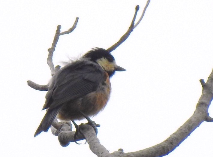 Varied Tit - Anonymous