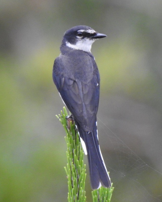 Minivet de las Ryukyu - ML162422411