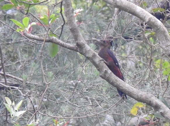 Okinawa Woodpecker - ML162422521