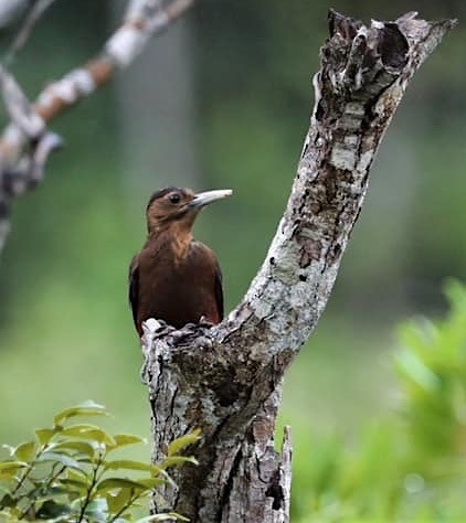 Okinawa Woodpecker - ML162422981