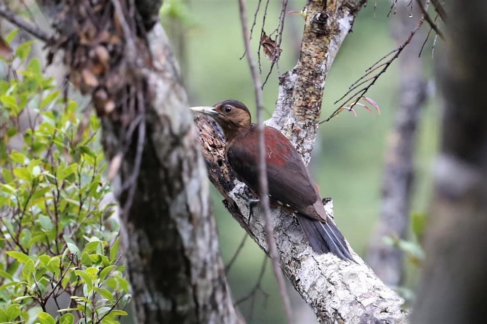 Okinawa Woodpecker - ML162422991