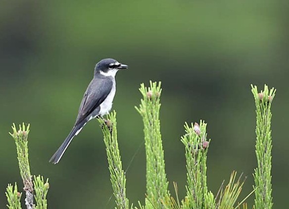 Minivet de las Ryukyu - ML162423141