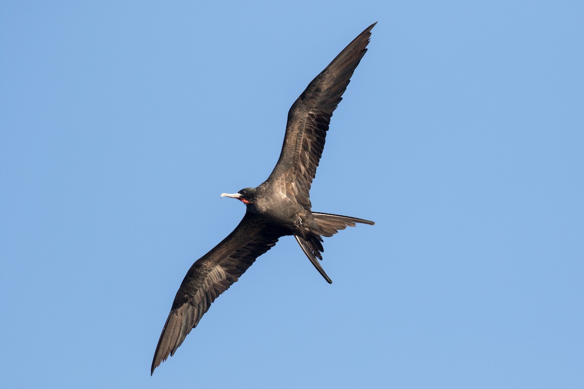 Great Frigatebird - Garrett Lau