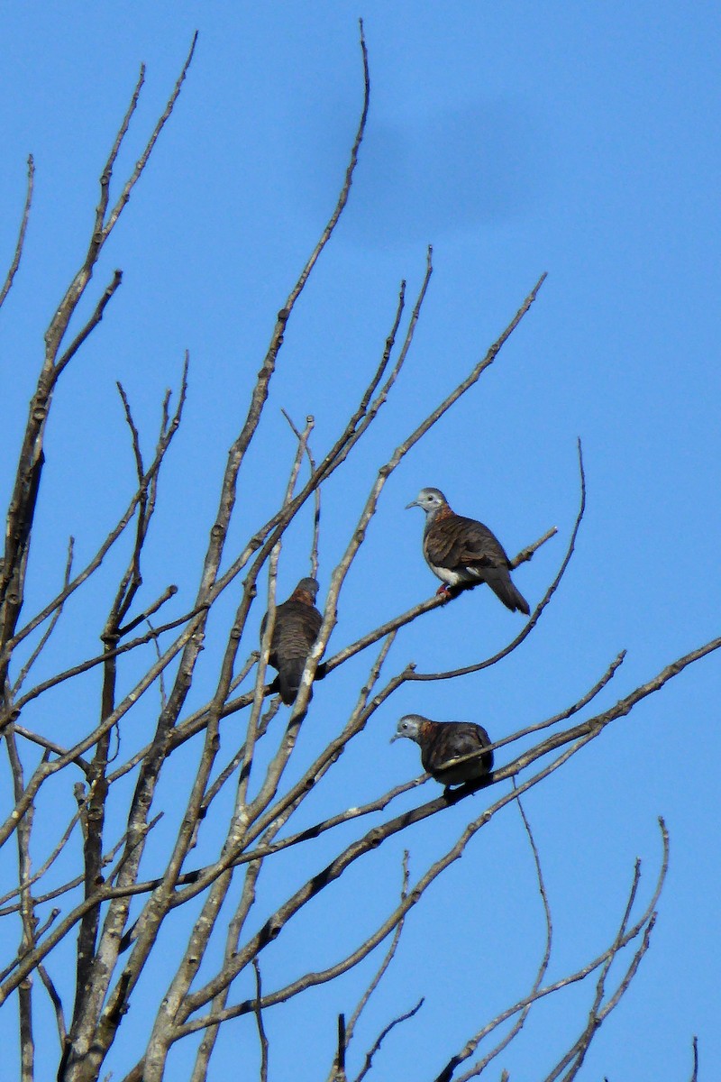 Bar-shouldered Dove - ML162423641