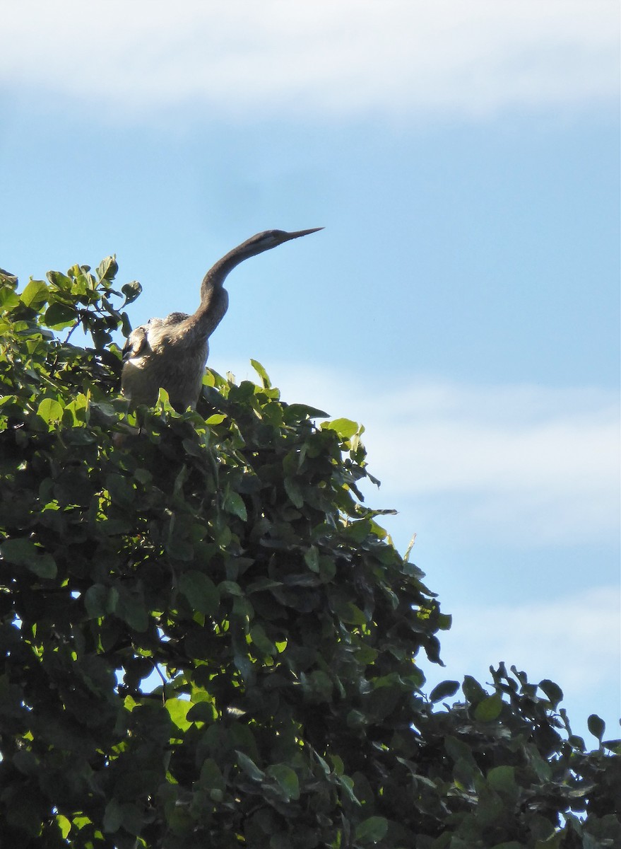 Australasian Darter - ML162423721