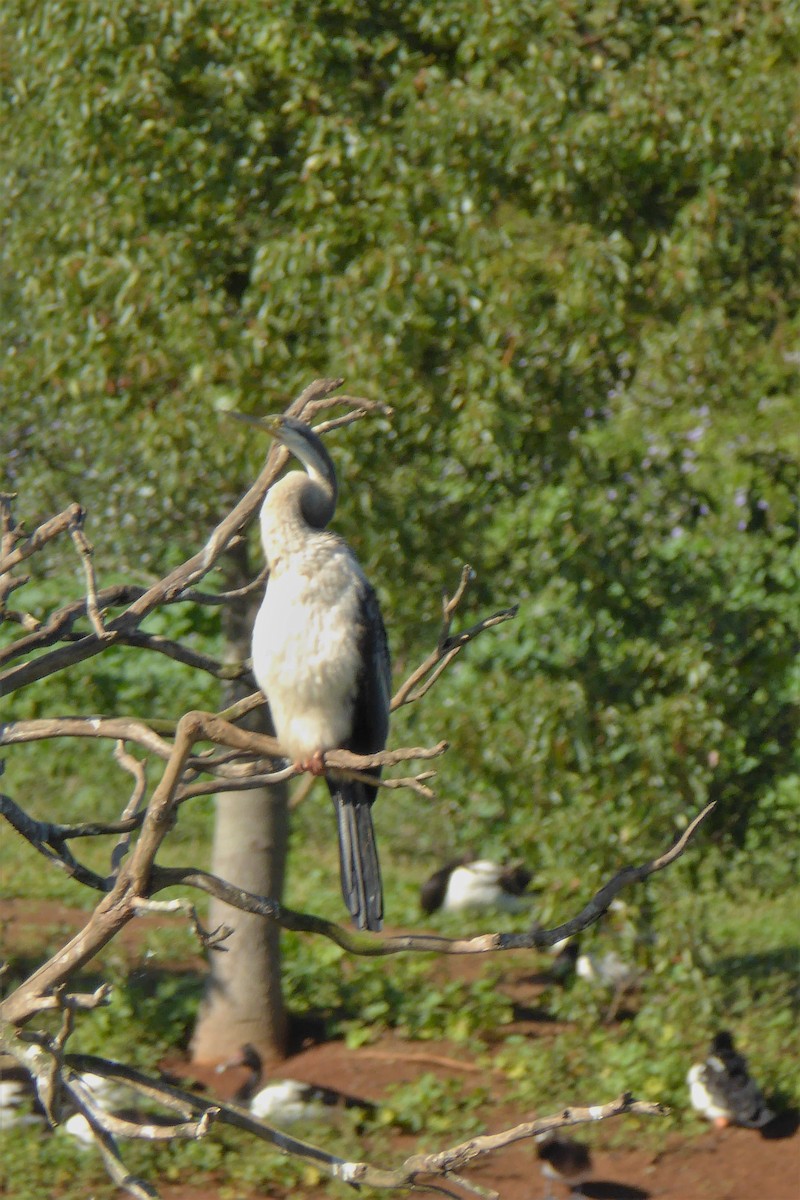 Australasian Darter - ML162423731