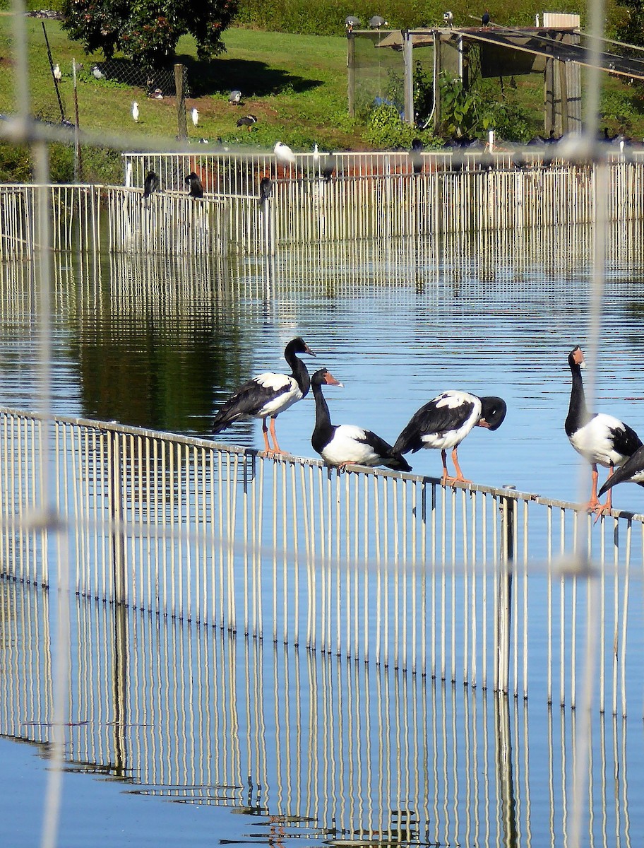 Magpie Goose - ML162423861