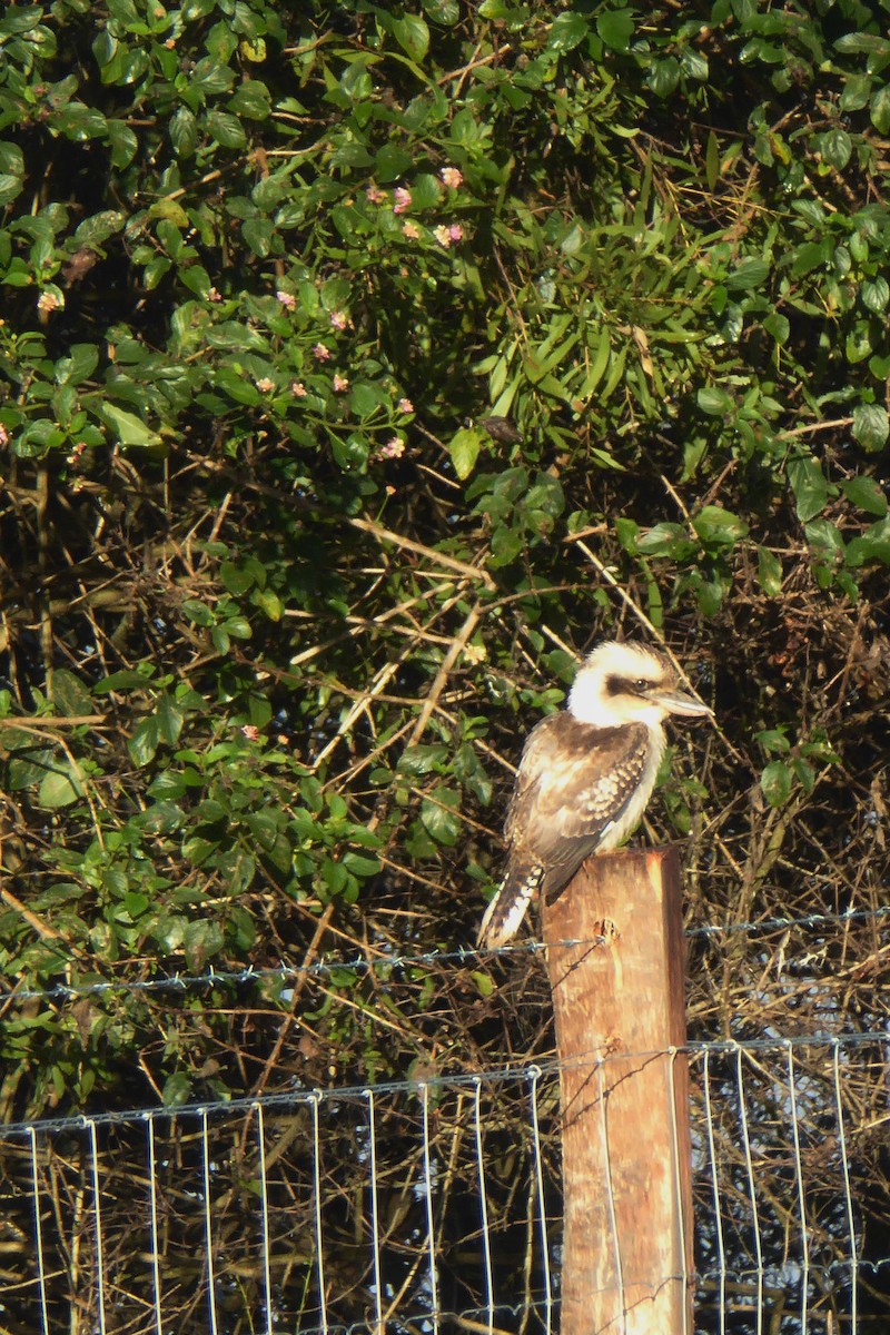 Laughing Kookaburra - ML162424001