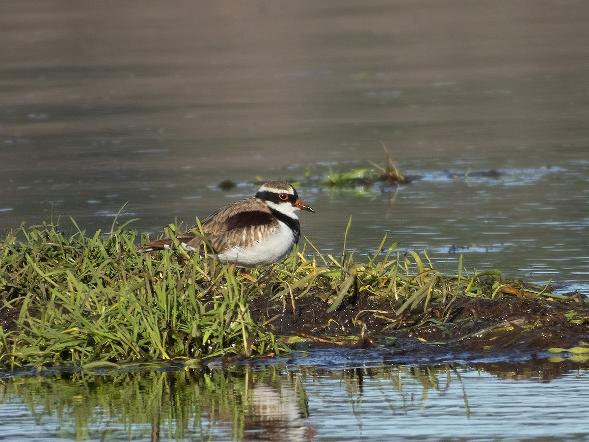 Black-fronted Dotterel - ML162424101