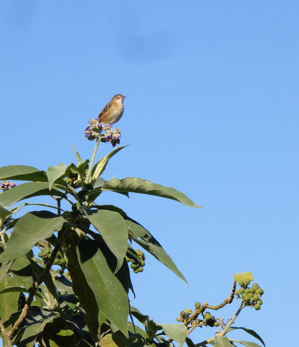 Golden-headed Cisticola - ML162424211