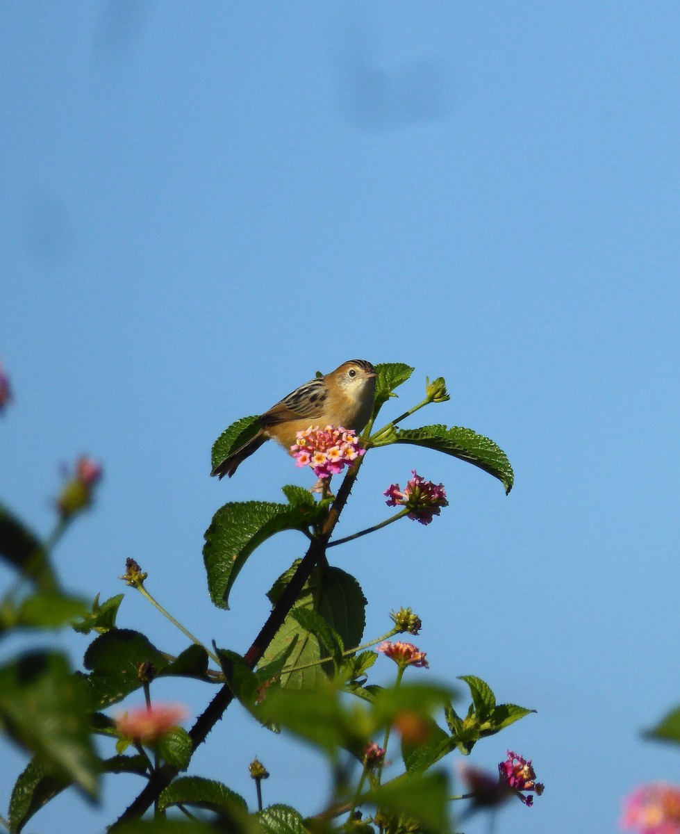 Golden-headed Cisticola - ML162424231