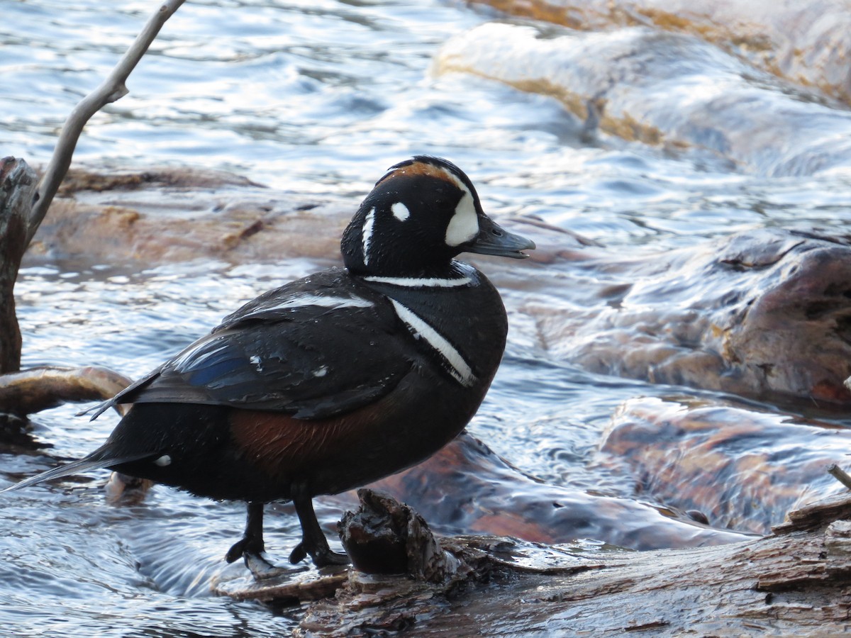 Harlequin Duck - Asher  Warkentin