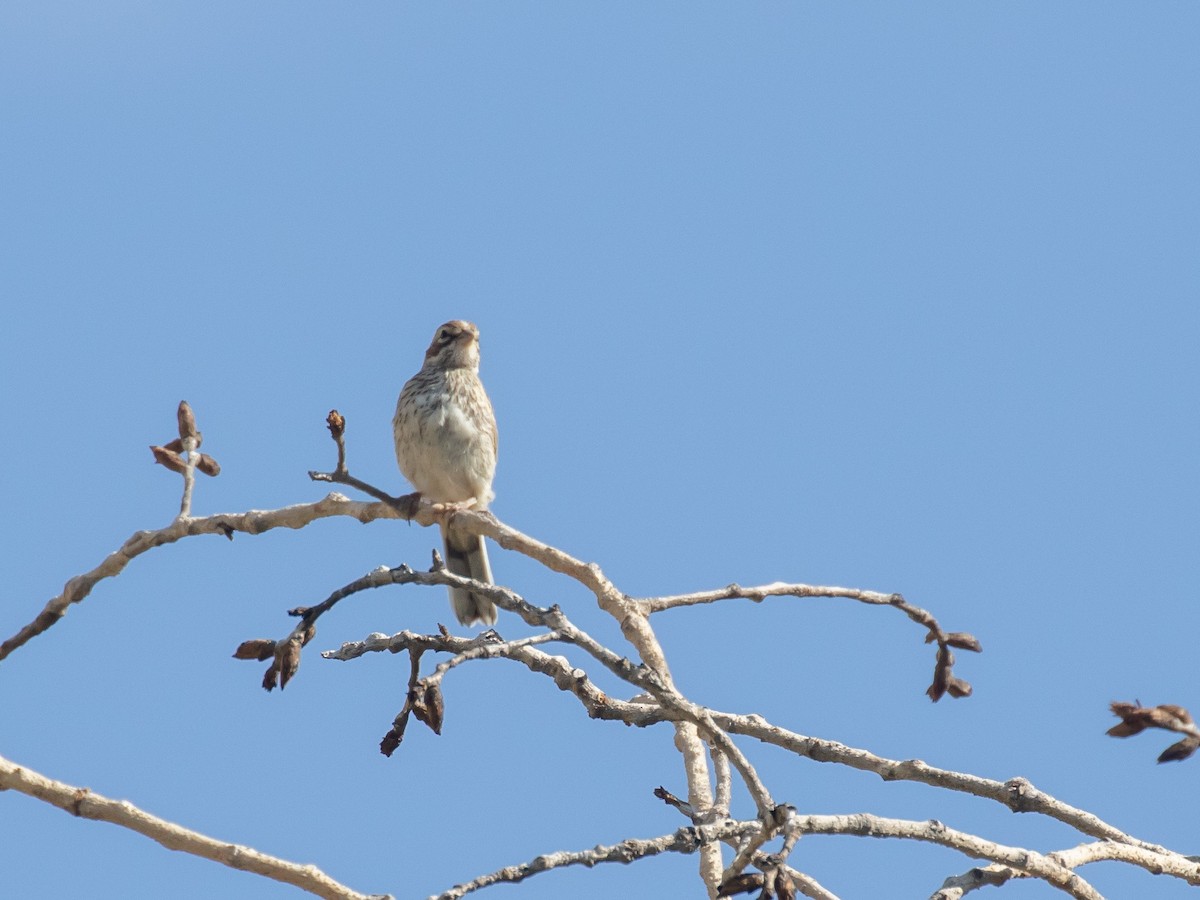 Lark Sparrow - Bruce Aird