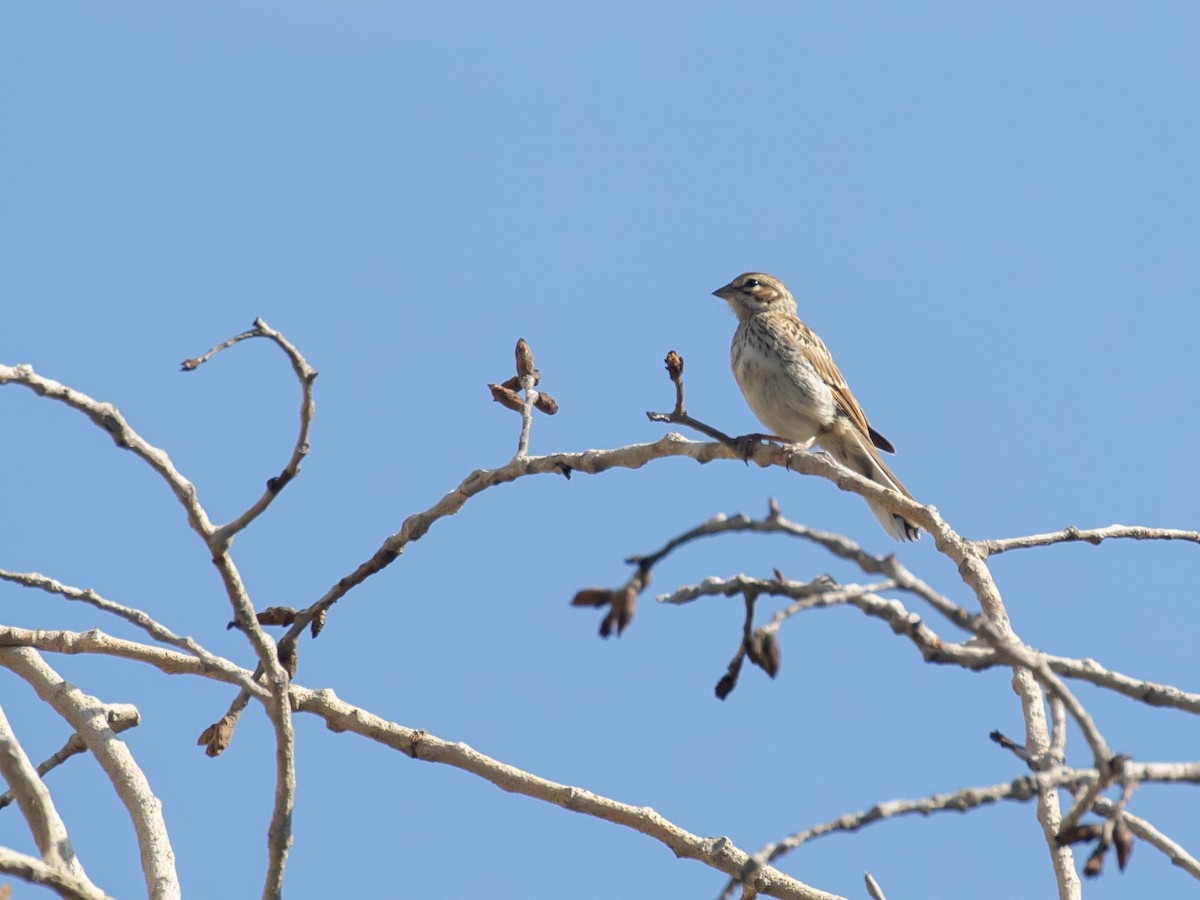 Lark Sparrow - ML162427841