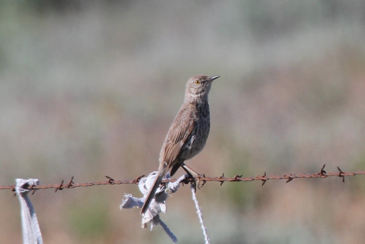 Sage Thrasher - ML162427951