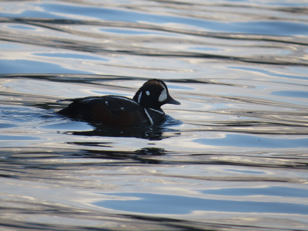 Harlequin Duck - Asher  Warkentin