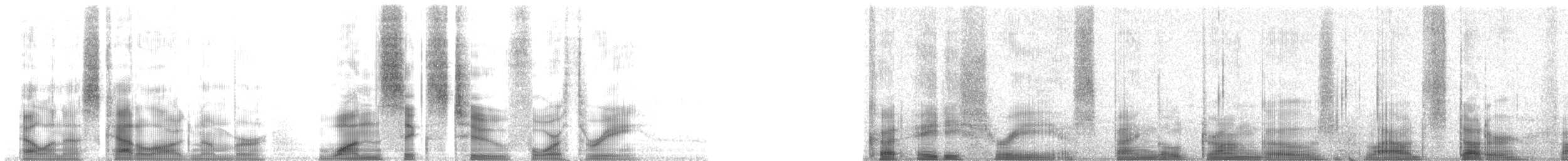 rajka queenslandská - ML16243