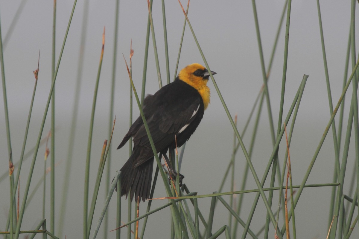Yellow-headed Blackbird - ML162430051