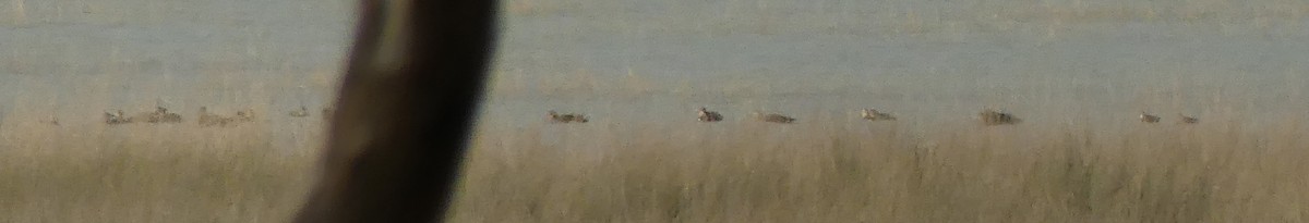 eBird Checklist - 2 Jun 2019 - Greens Lake, Corop - 27 species