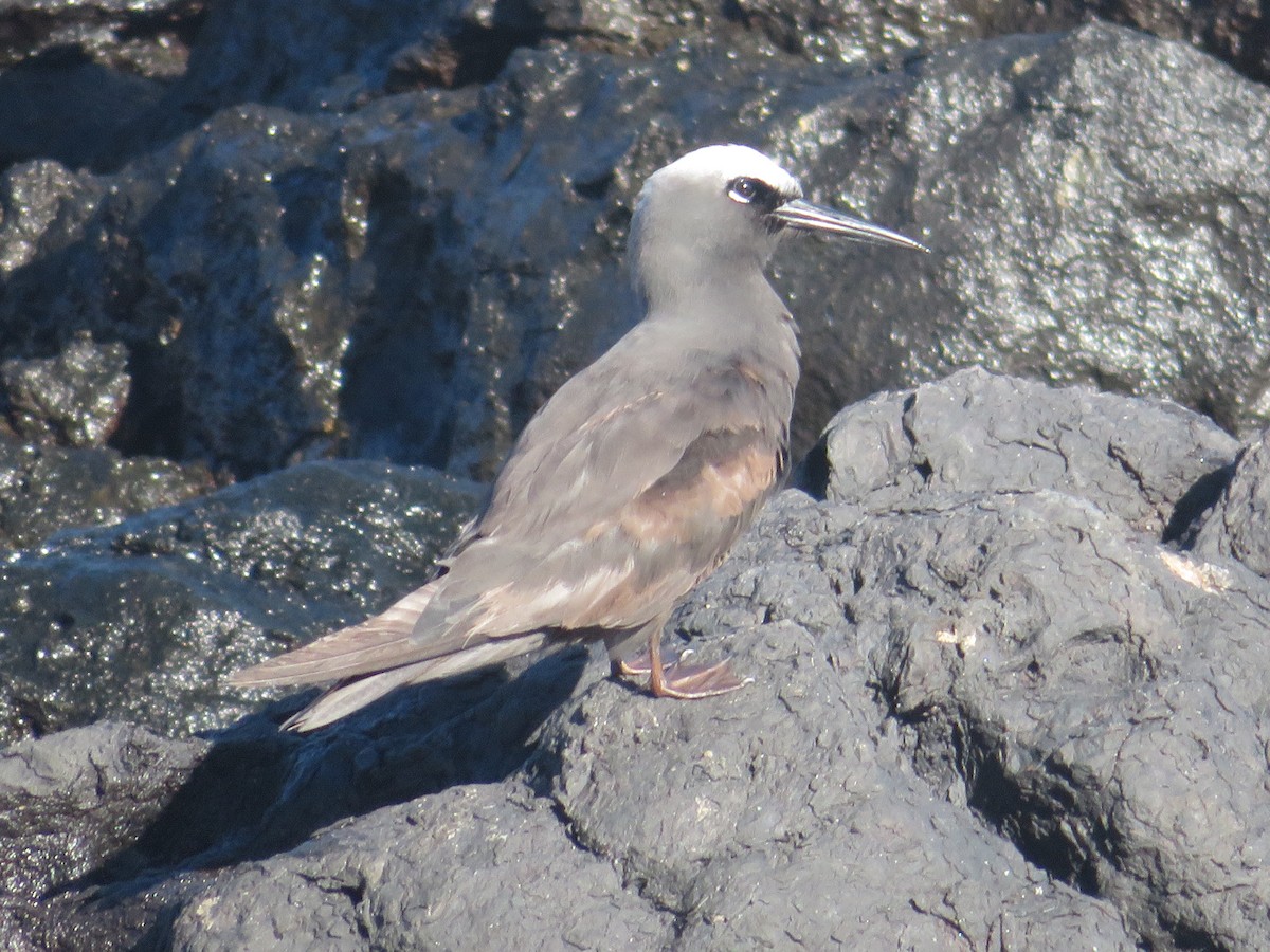 Black Noddy - ML162431571