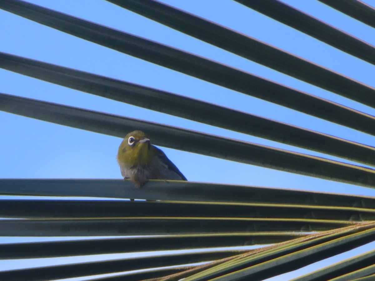 Warbling White-eye - ML162431891