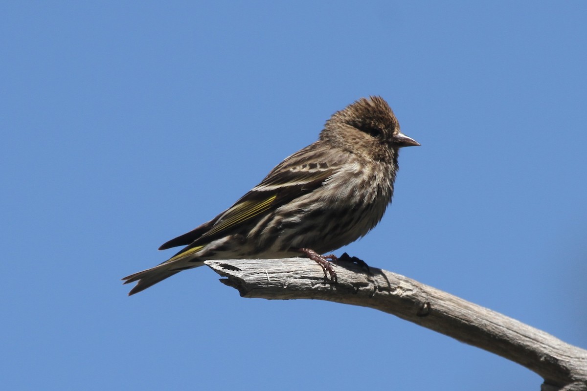 Pine Siskin - ML162432511