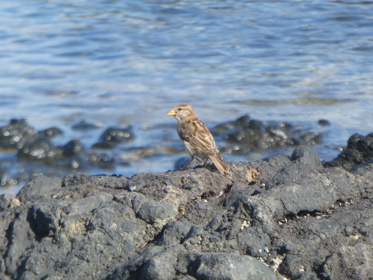 House Sparrow - TK Birder