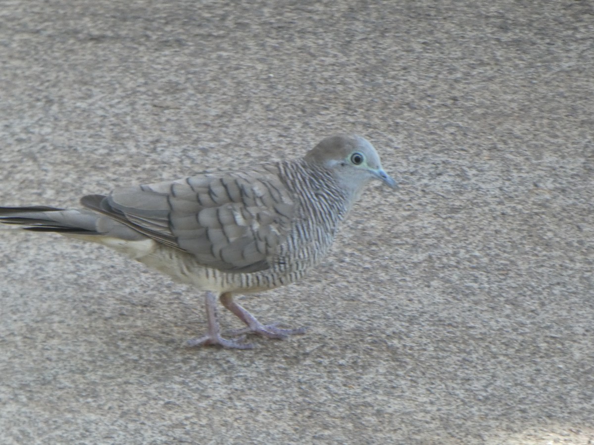 Zebra Dove - ML162433581