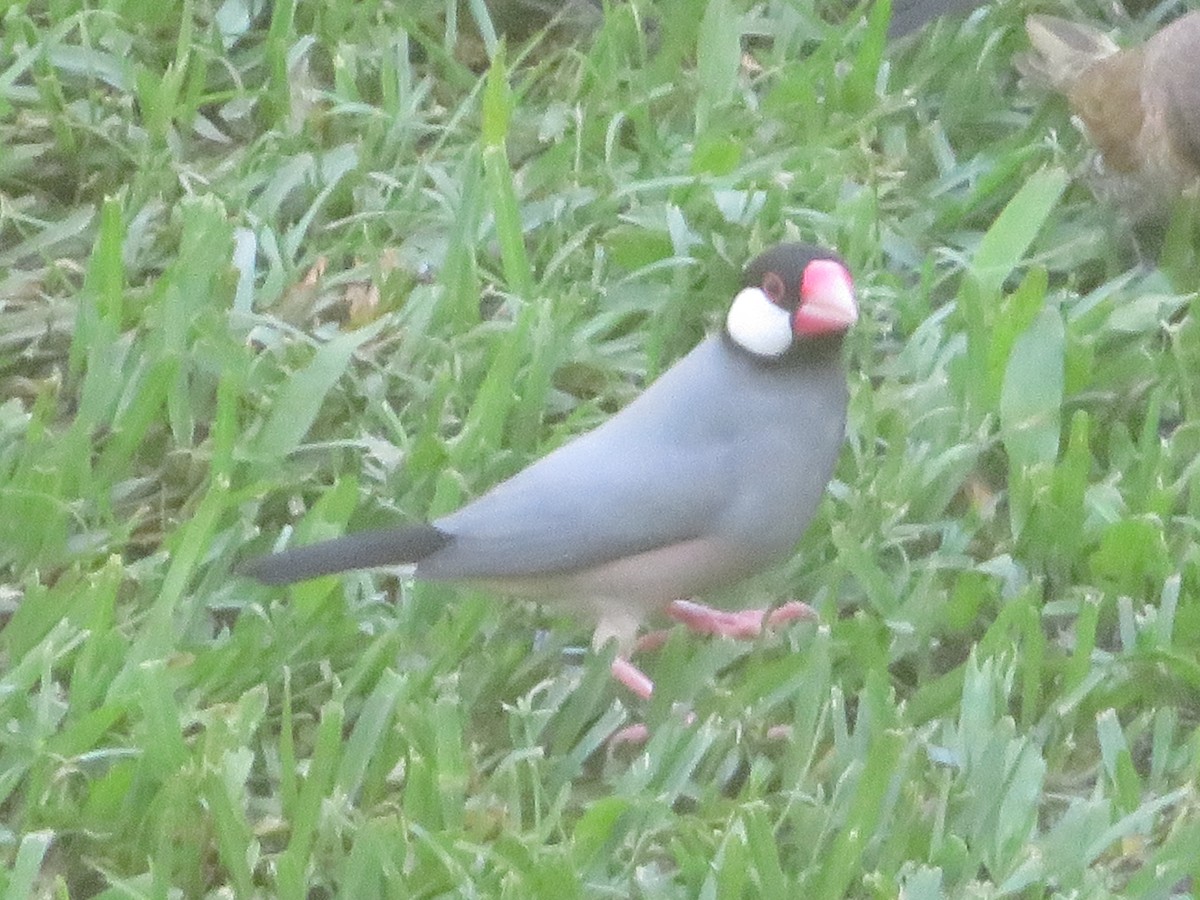 Java Sparrow - TK Birder