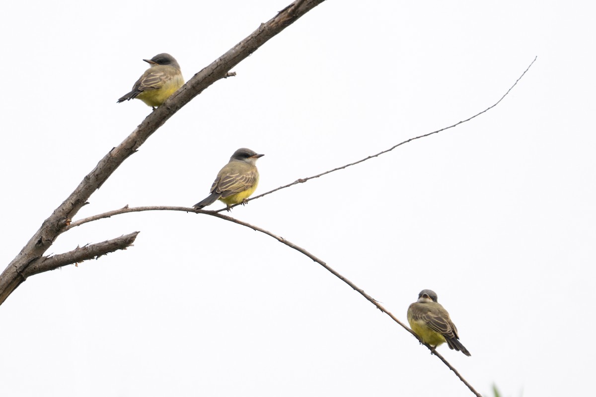 Cassin's Kingbird - ML162434501
