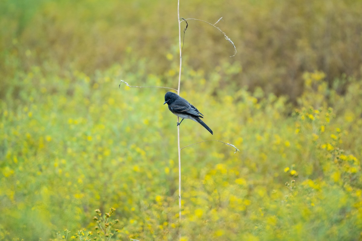 Black Phoebe - ML162434731