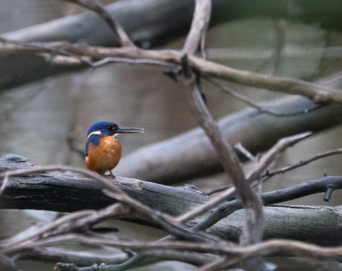 Azure Kingfisher - ML162435601