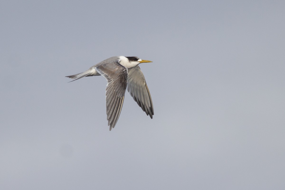 Great Crested Tern - Ramit Singal