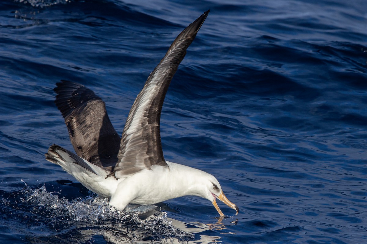 Black-browed Albatross (Campbell) - Ramit Singal
